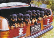 carload.jpg