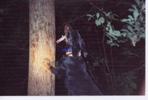 treed.jpg