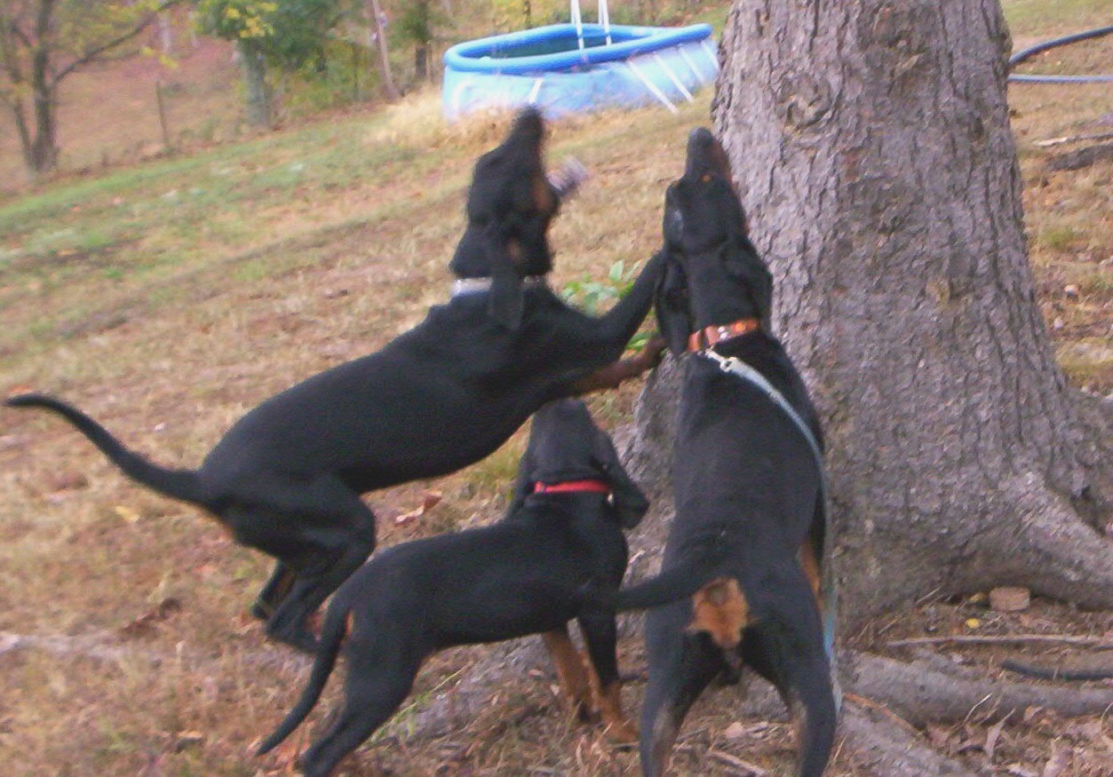 blackdogs.jpg