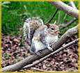 squirrel.jpg